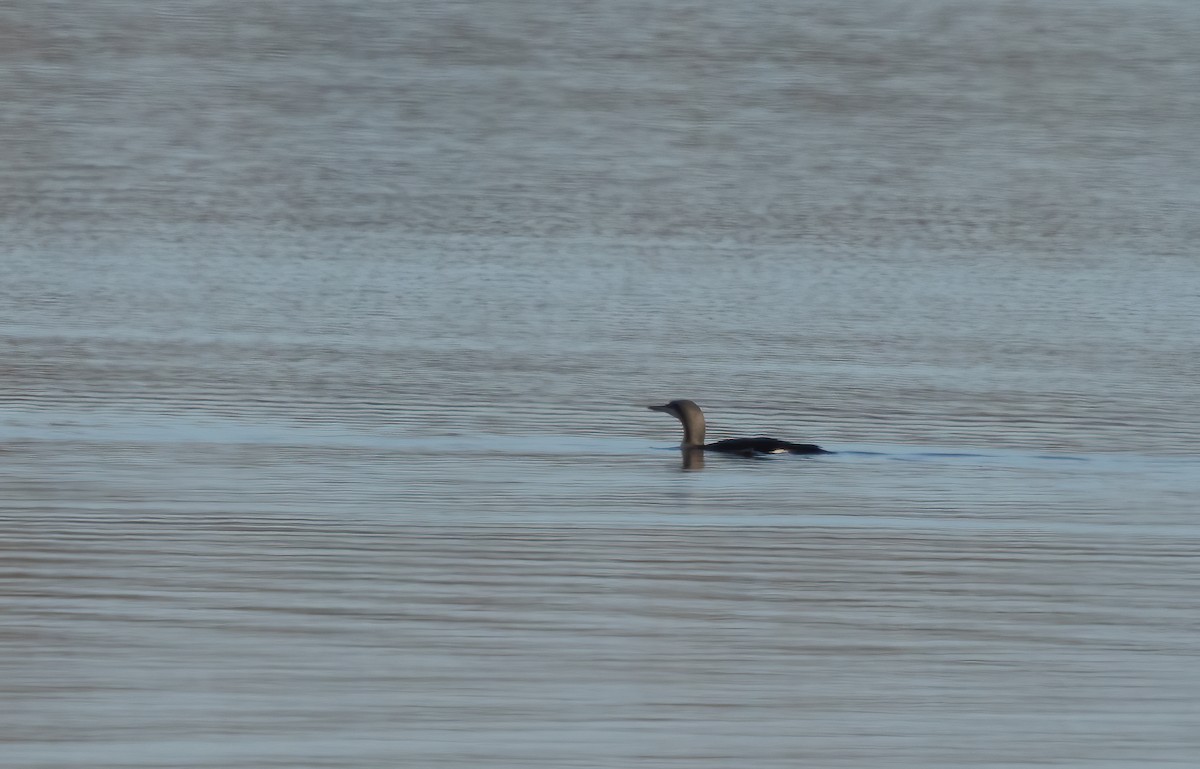 Arctic Loon - ML615315756