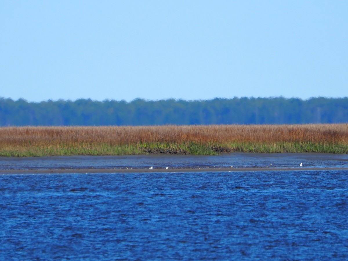 shorebird sp. - ML615315798