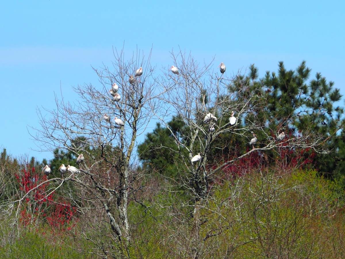 Ibis blanc - ML615315856