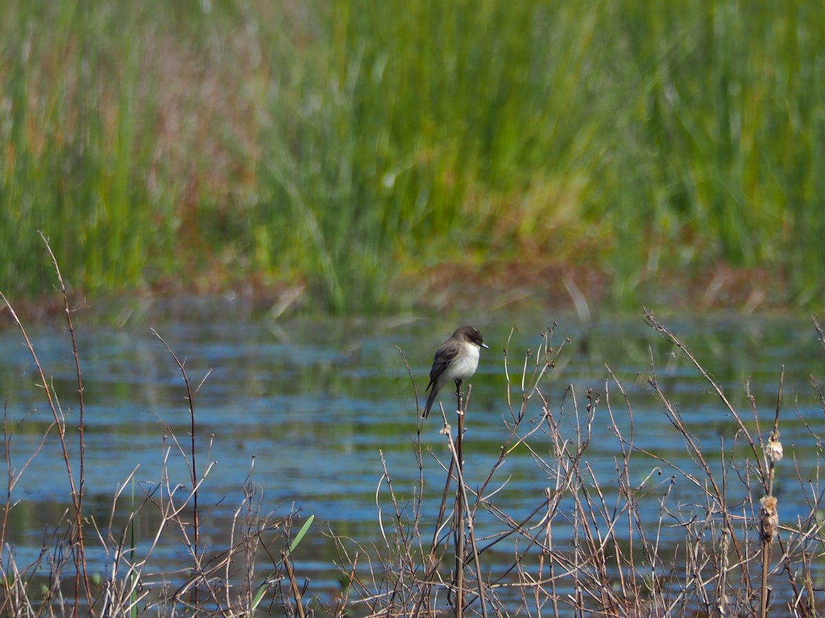 Eastern Phoebe - ML615315878