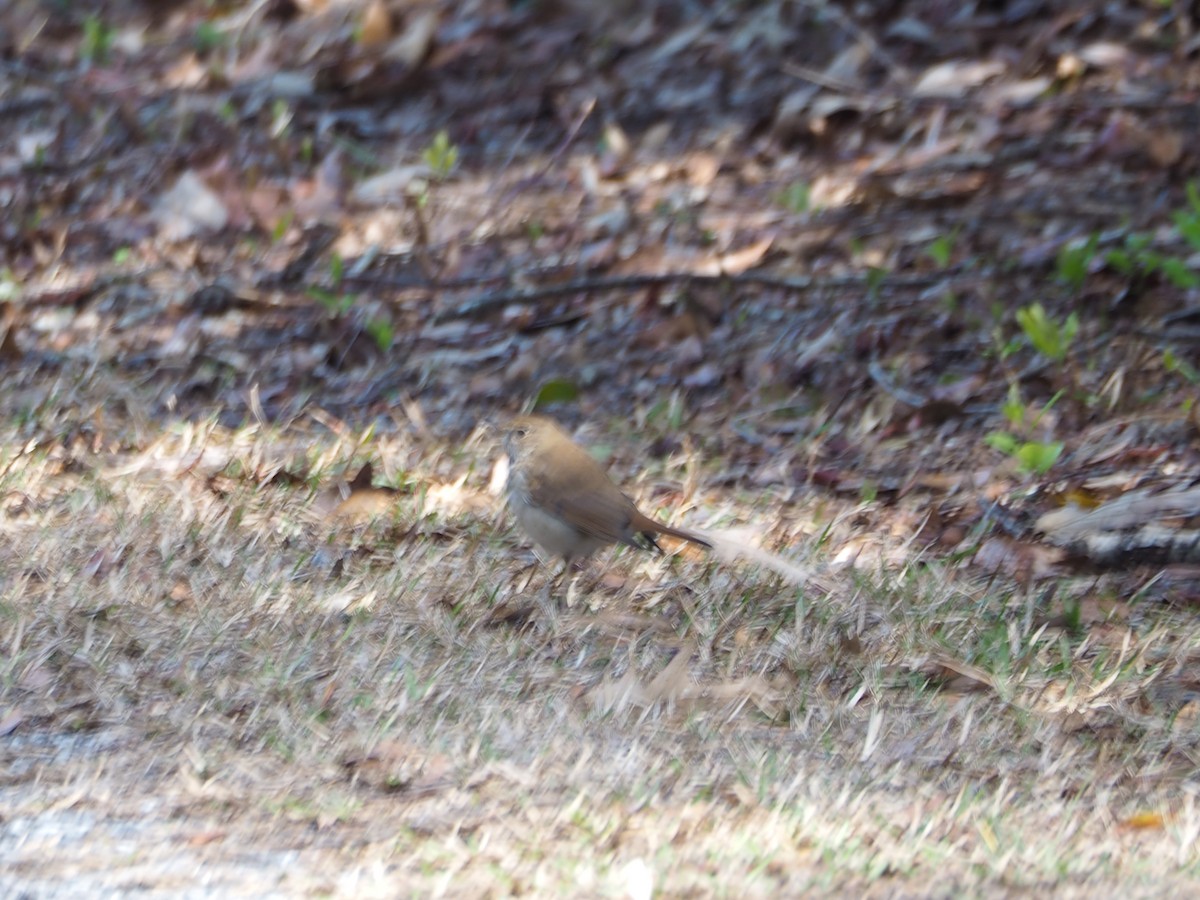 Hermit Thrush - ML615315895