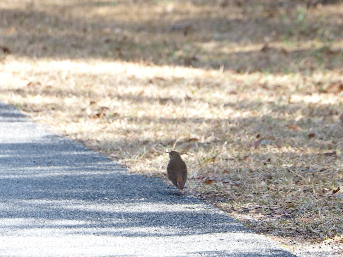 Hermit Thrush - ML615315896