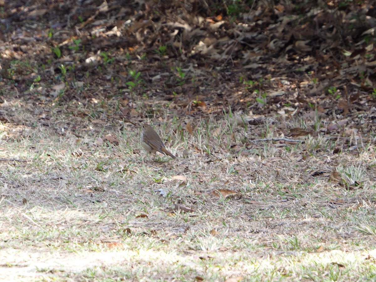 Hermit Thrush - ML615315897