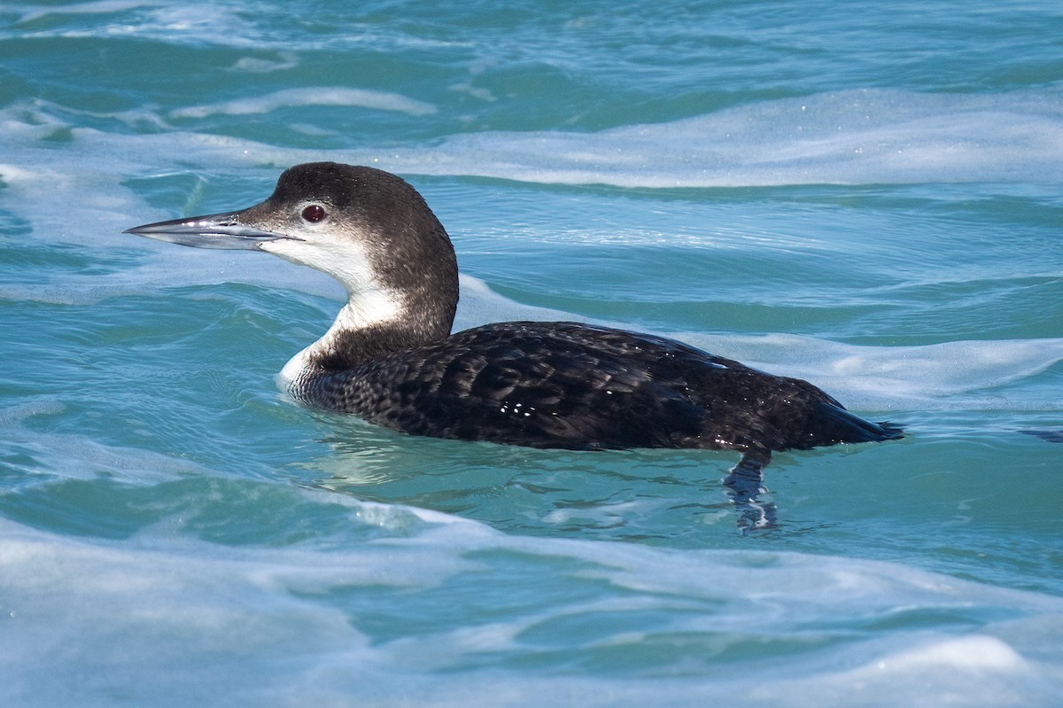 Common Loon - ML615315960