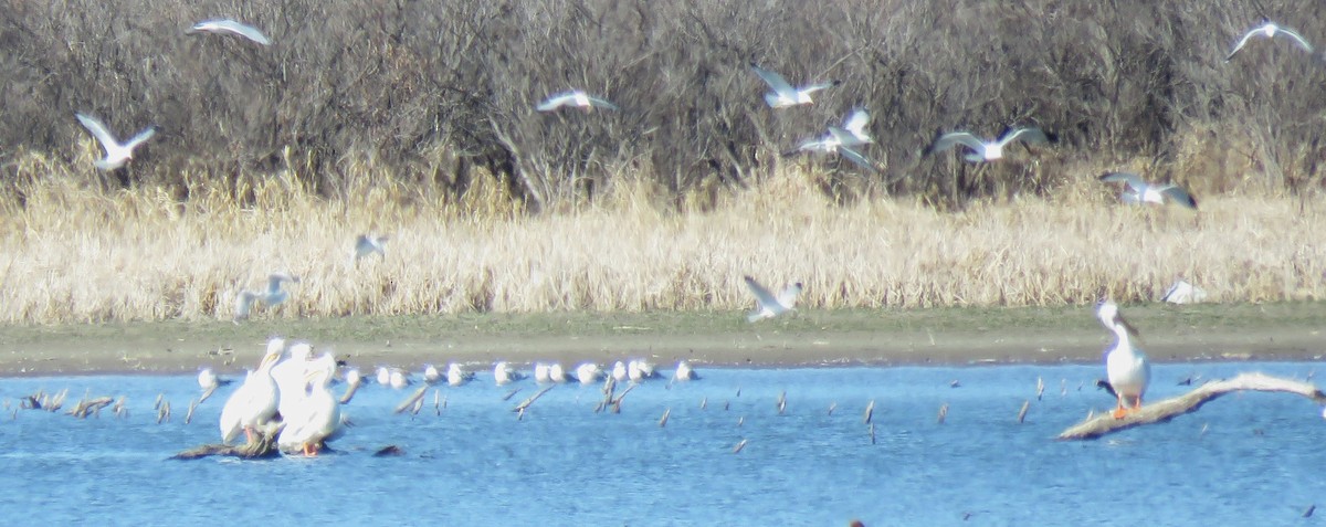 American White Pelican - ML615316047