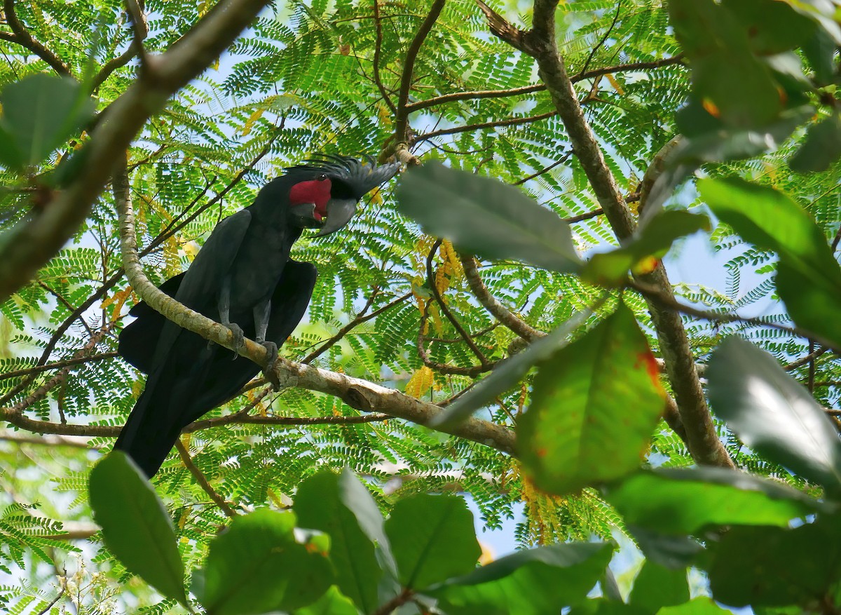 Cacatúa Enlutada - ML615316049