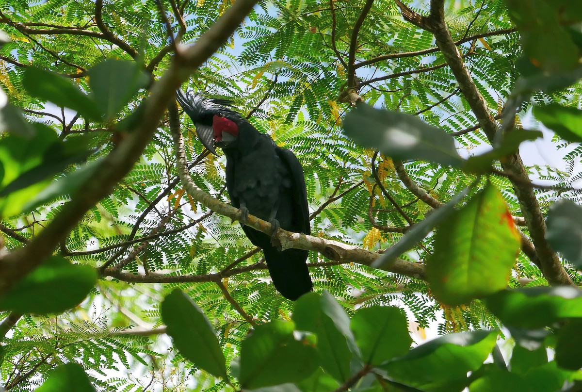 Cacatúa Enlutada - ML615316050