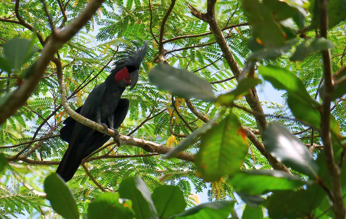 Palm Cockatoo - ML615316053