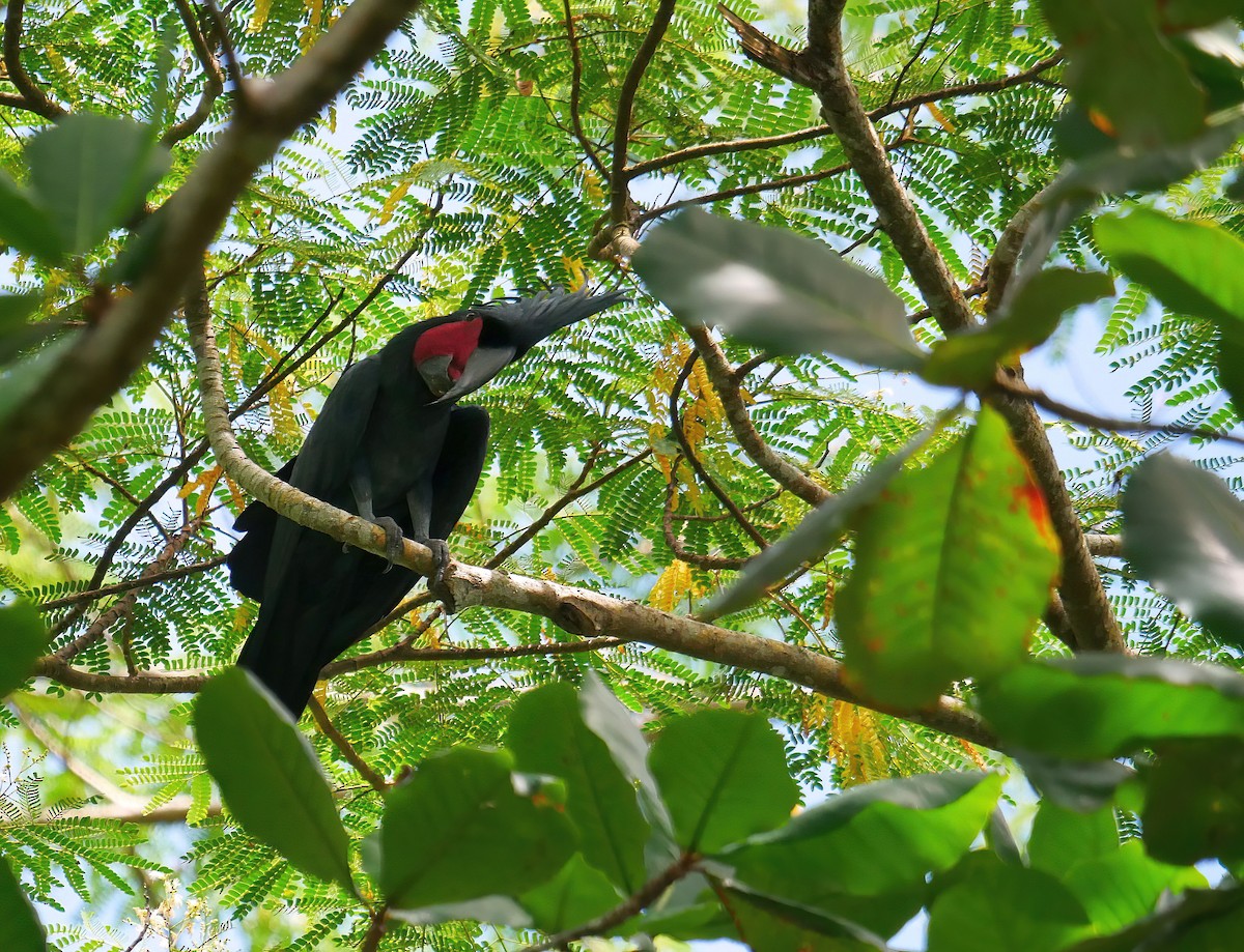 Cacatúa Enlutada - ML615316056