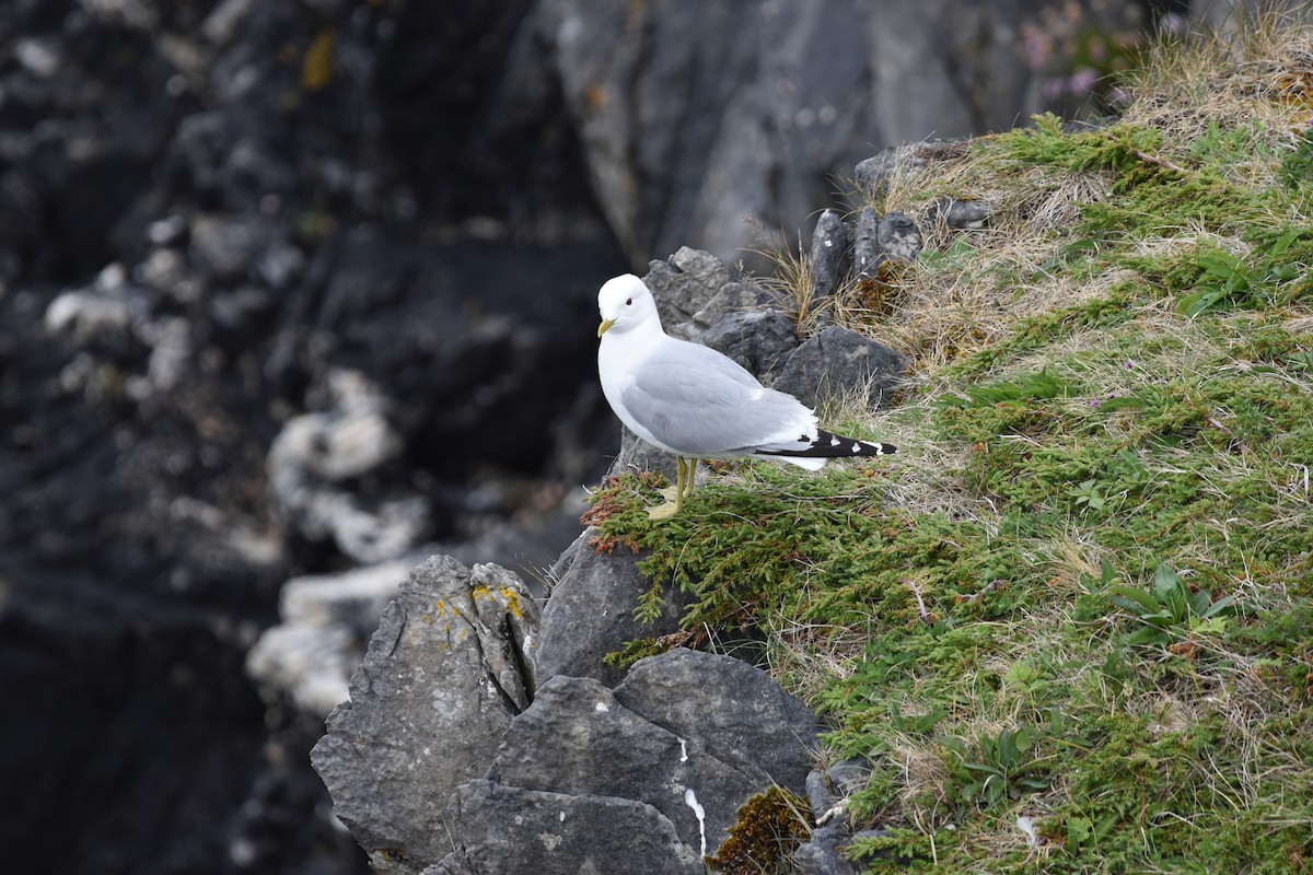 Common Gull - Eddie Cooney