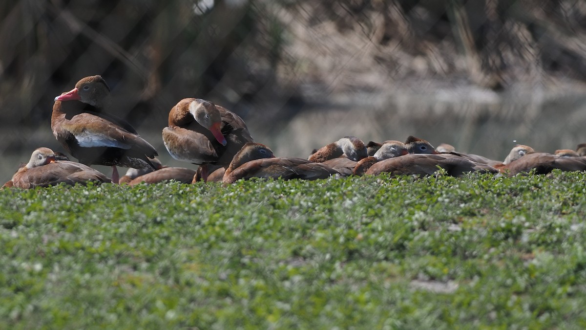 Black-bellied Whistling-Duck - ML615316184