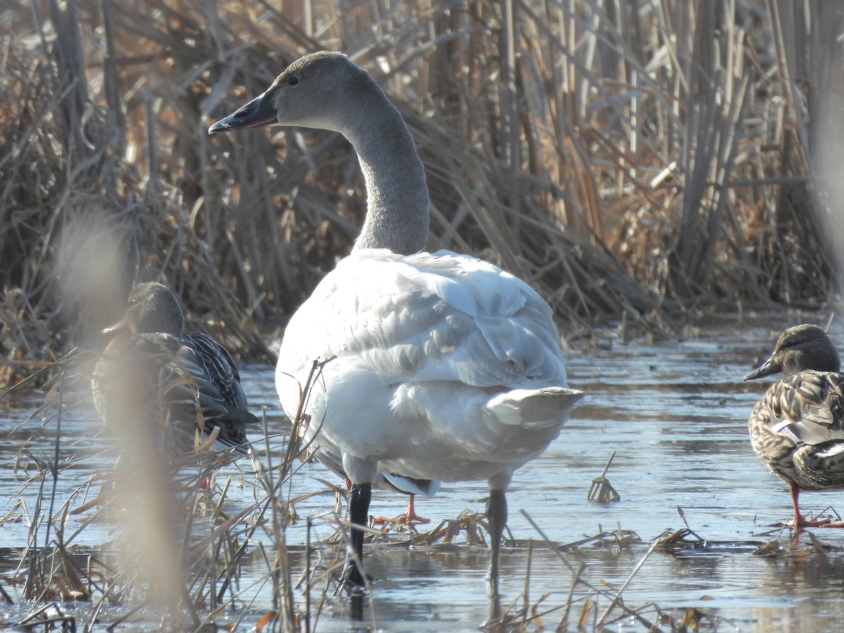 Tundra Swan - Bill Nolting