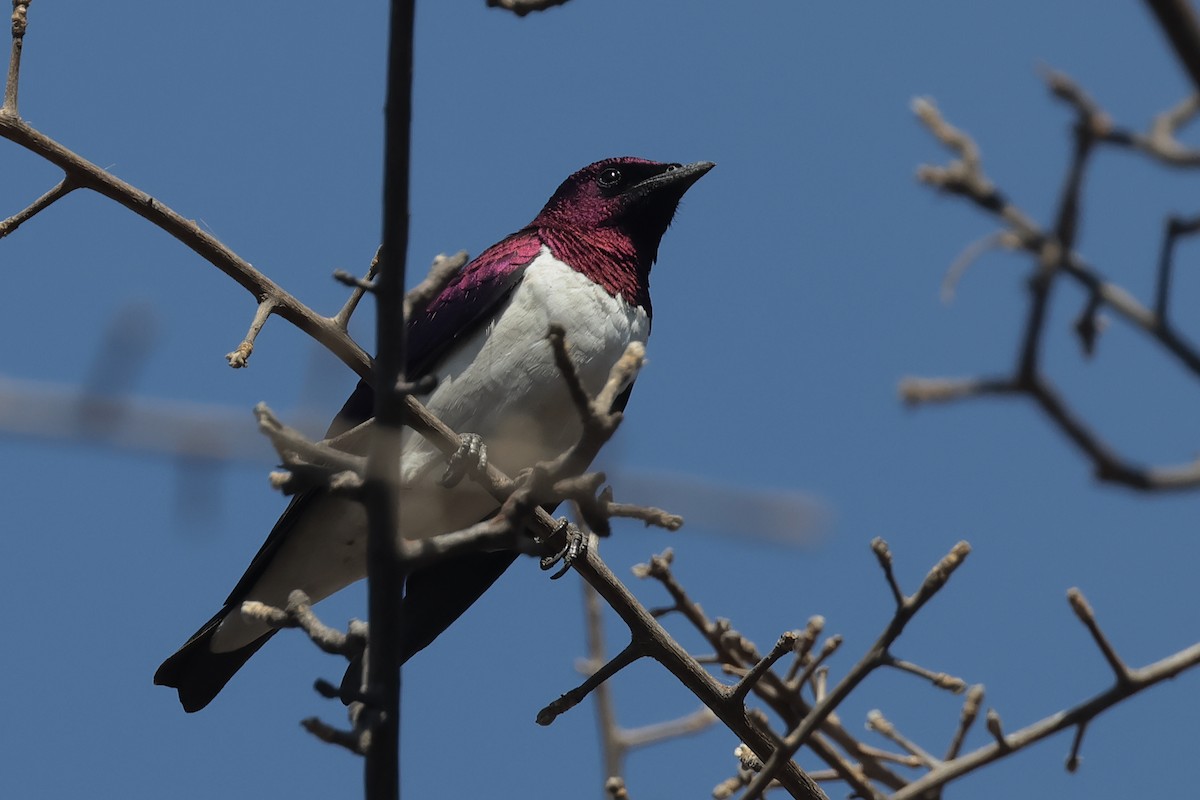 Violet-backed Starling - ML615316298