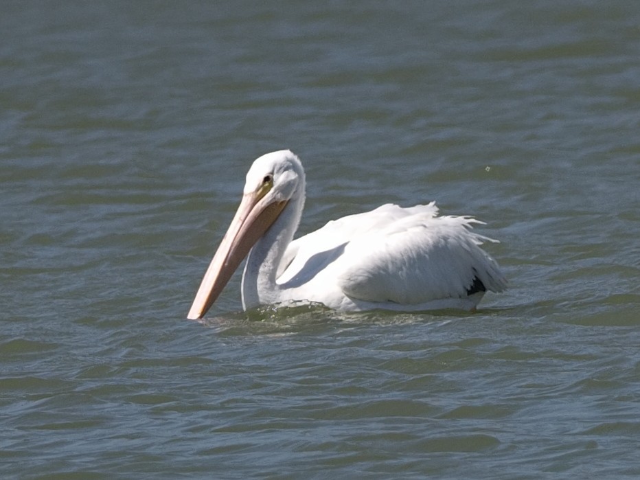 pelikán severoamerický - ML615316303