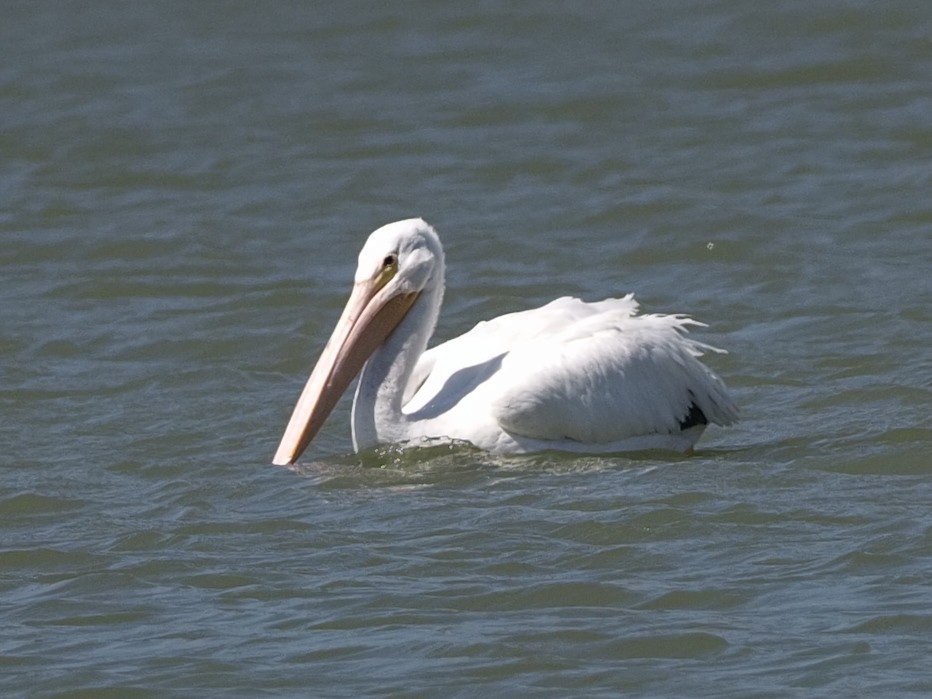 American White Pelican - ML615316303