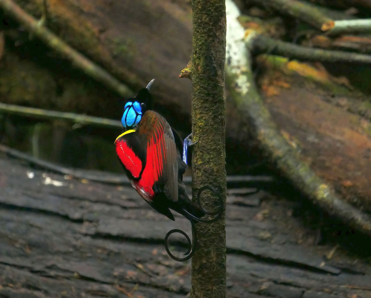 Wilson's Bird-of-Paradise - ML615316329