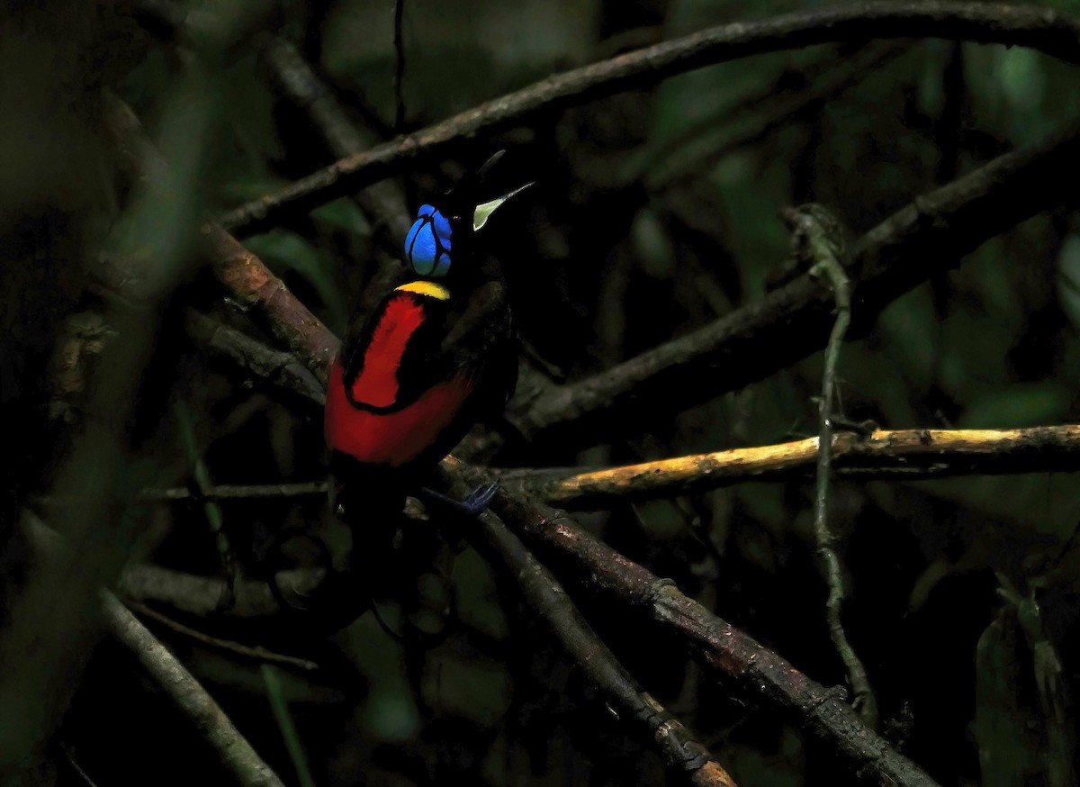 Wilson's Bird-of-Paradise - ML615316330