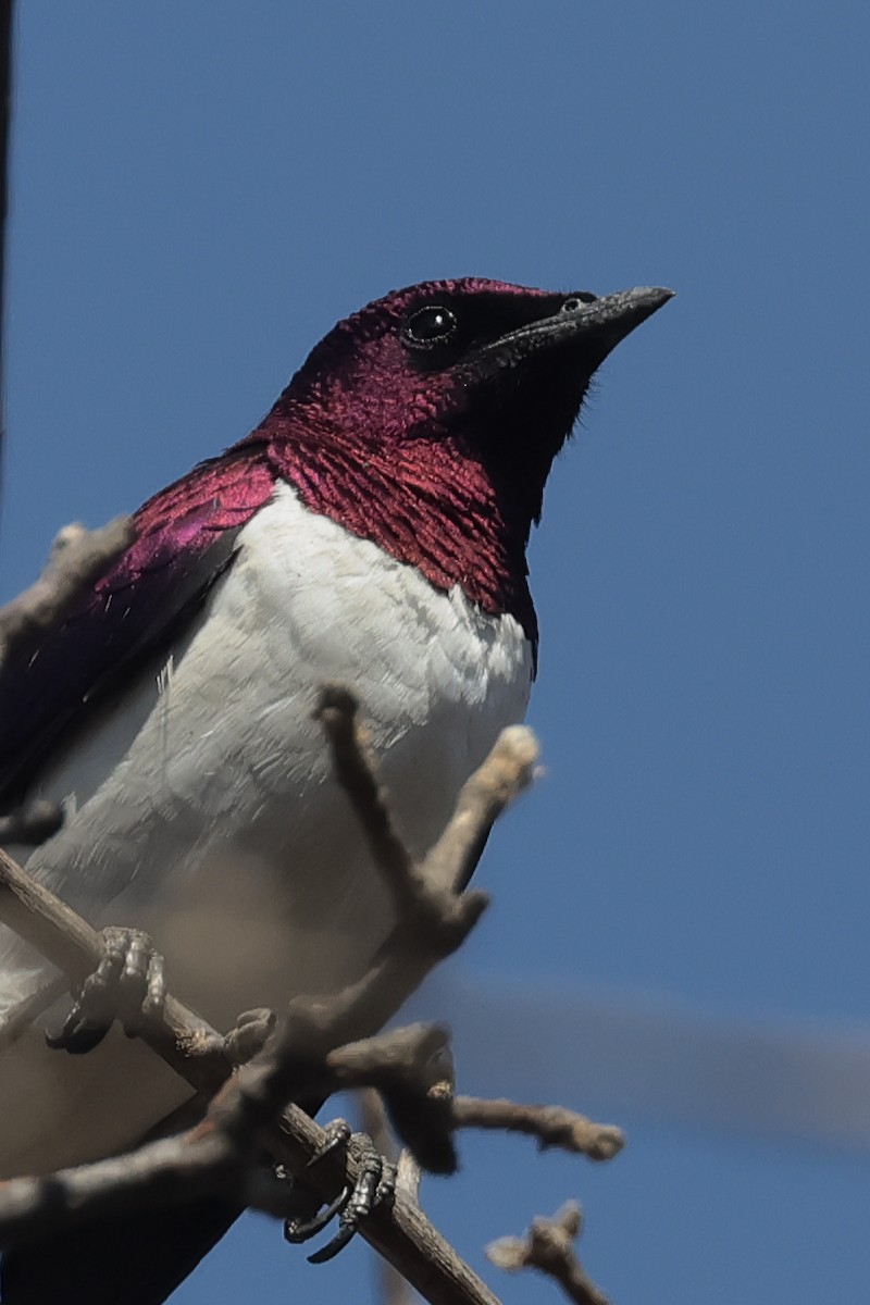 Violet-backed Starling - ML615316353