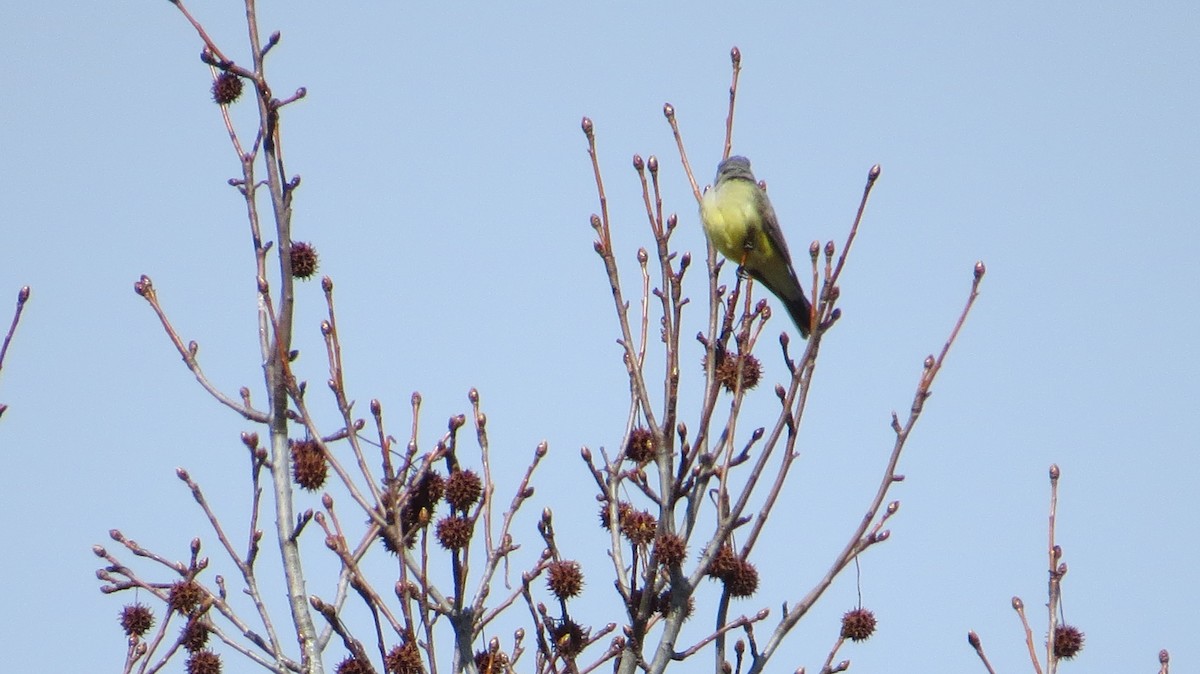 Western Kingbird - ML615316358
