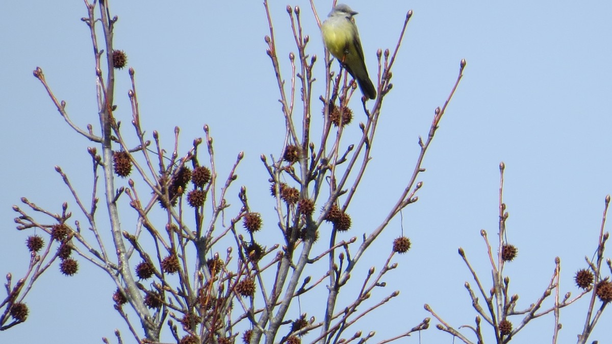 Western Kingbird - ML615316359
