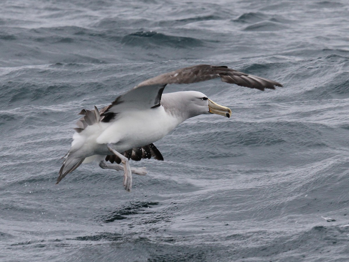 Salvin's Albatross - ML615316369