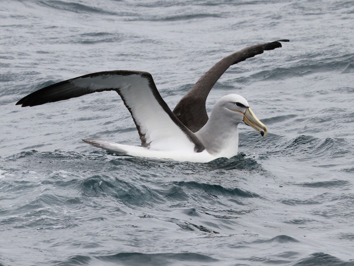 Salvin's Albatross - Phil Swanson