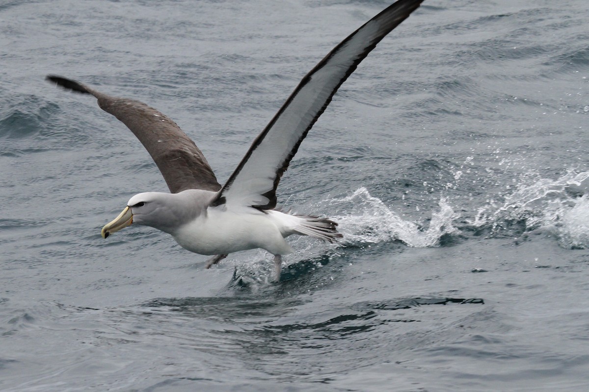 Salvin's Albatross - ML615316373