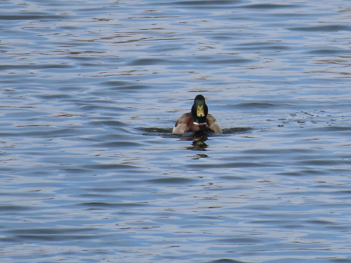 Canard colvert - ML615316375