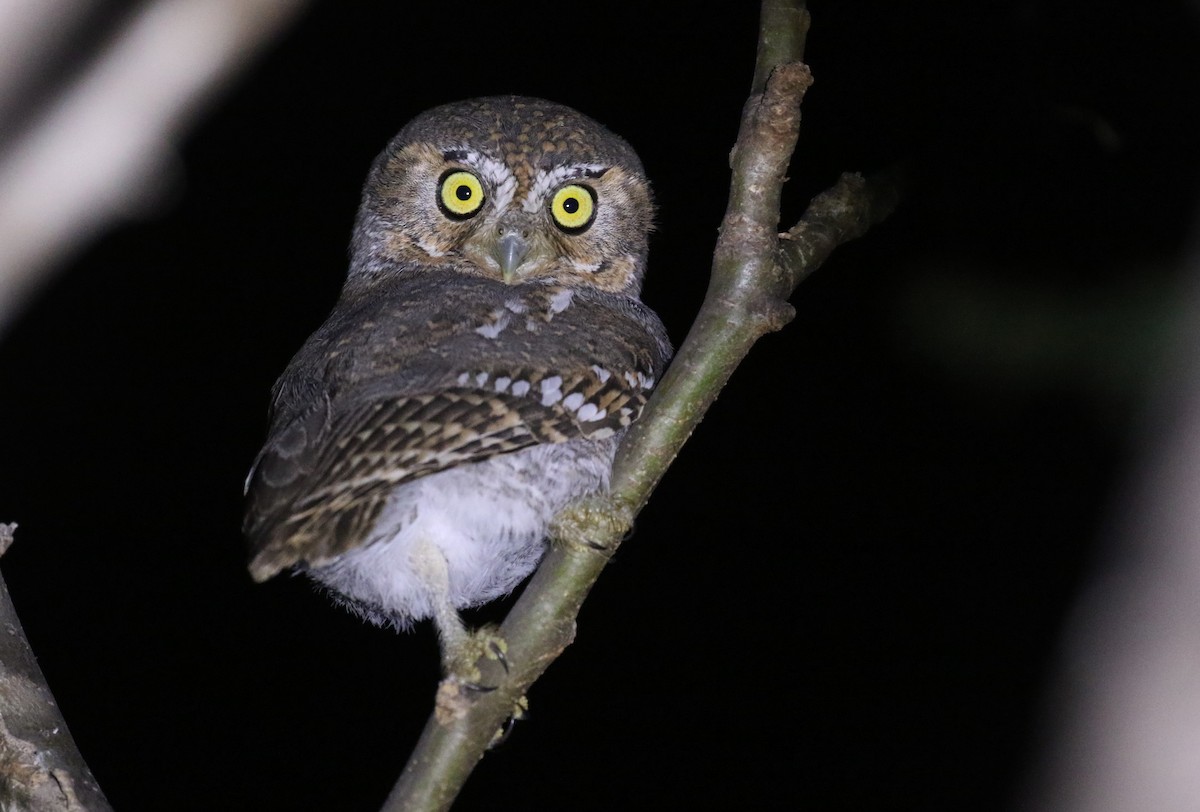 Elf Owl - Michael Woodruff