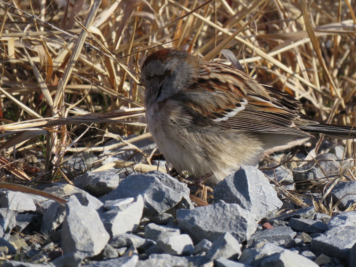 American Tree Sparrow - ML615316444