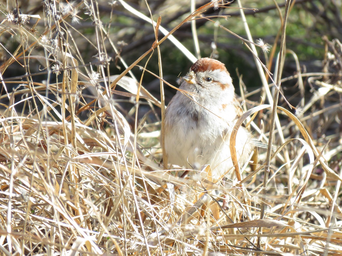 American Tree Sparrow - ML615316445