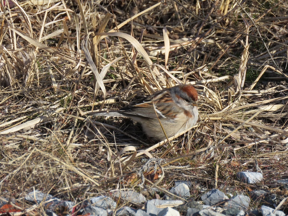 American Tree Sparrow - Tom Preston