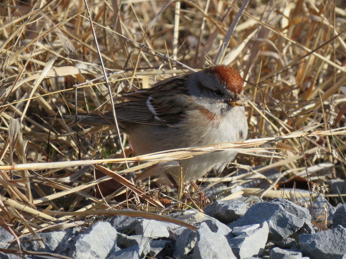 American Tree Sparrow - ML615316447