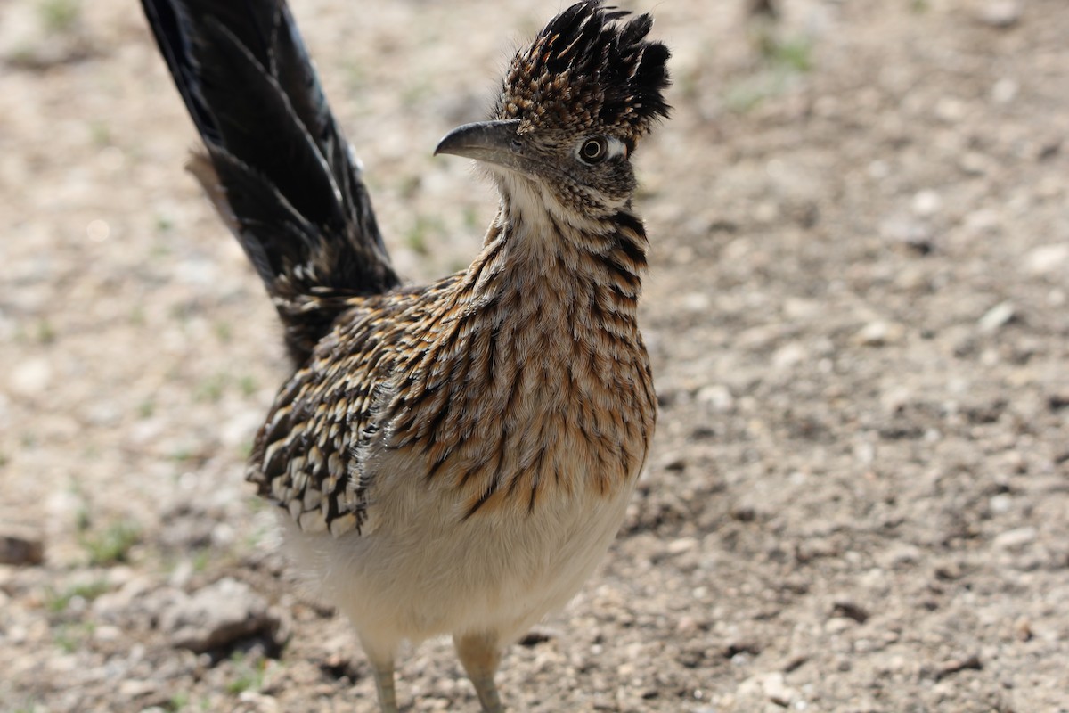 Greater Roadrunner - ML615316546