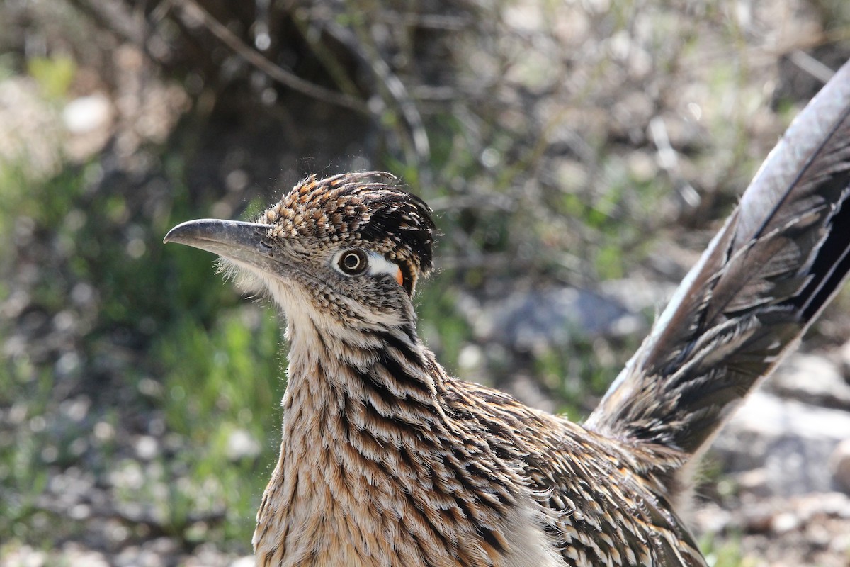 Greater Roadrunner - ML615316547