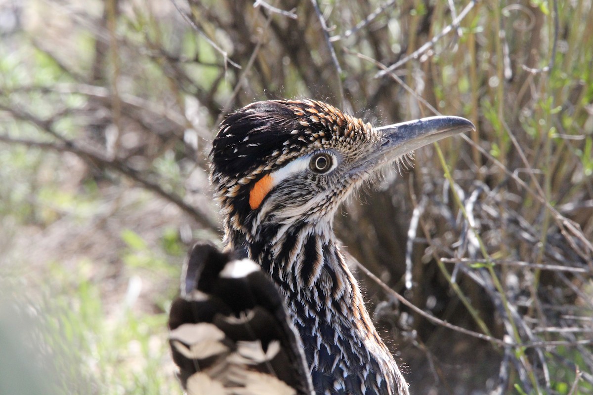 Greater Roadrunner - ML615316548