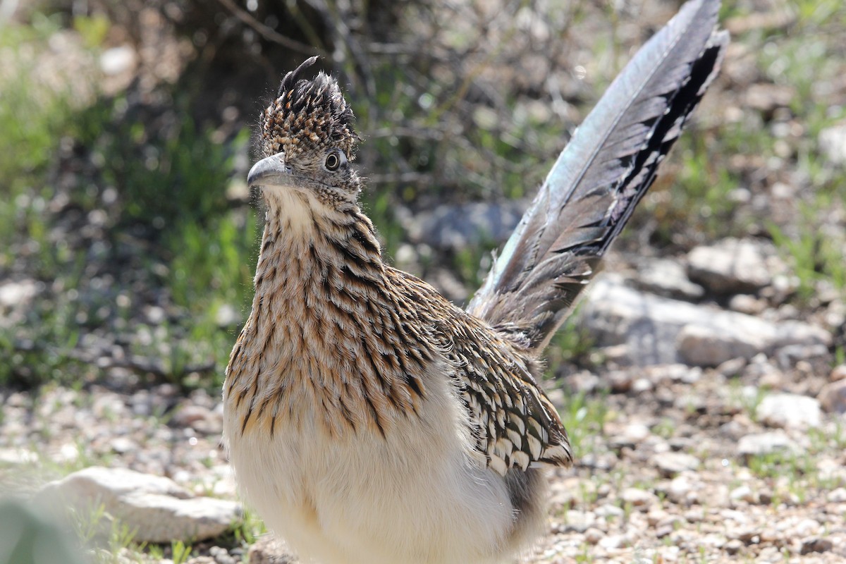 Greater Roadrunner - ML615316549