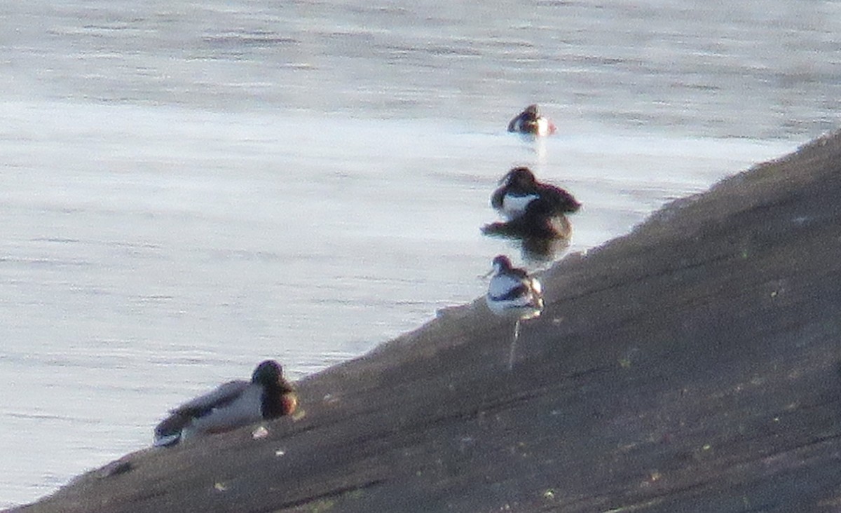 Pied Avocet - Chris Jones