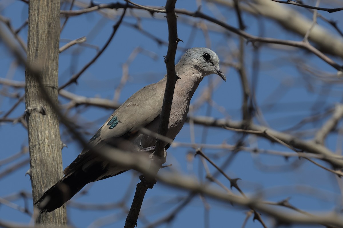 Emerald-spotted Wood-Dove - ML615316650