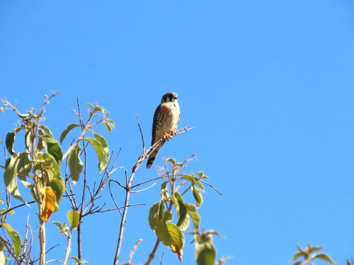 American Kestrel - ML615316703