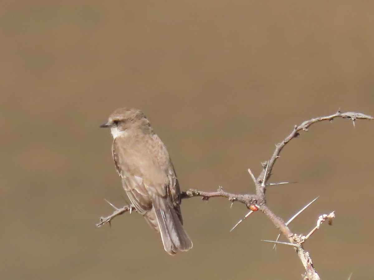 Vermilion Flycatcher - ML615316724