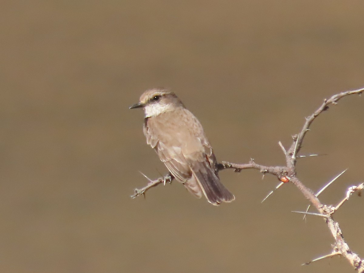 Vermilion Flycatcher - ML615316725