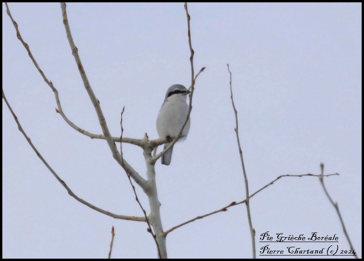 Northern Shrike - ML615316730