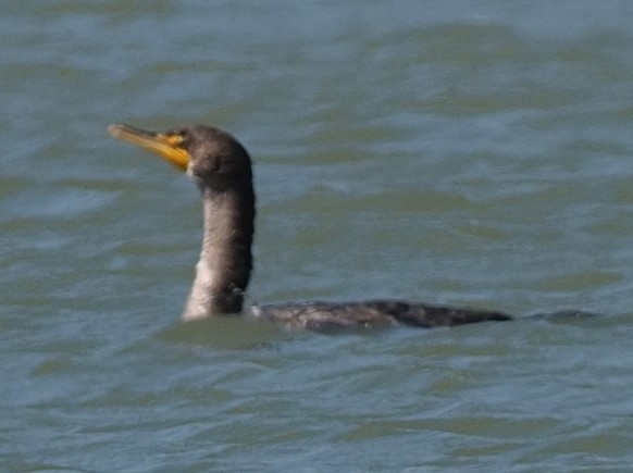 Double-crested Cormorant - ML615316758