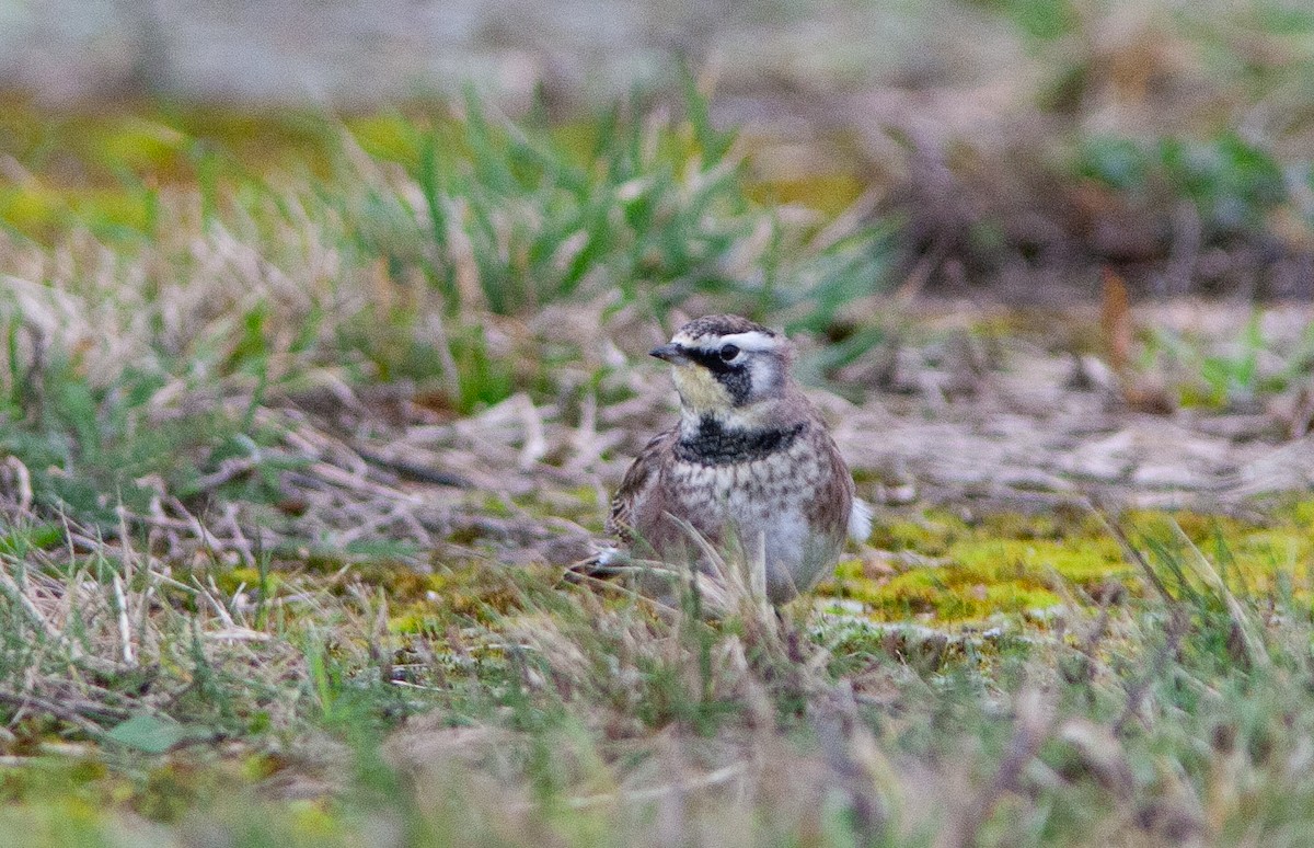 Horned Lark - ML615316829