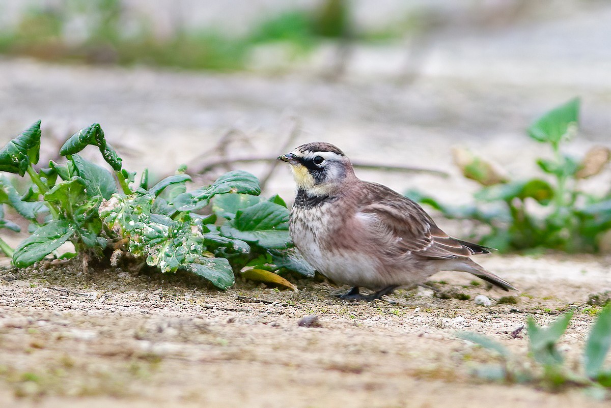 Horned Lark - ML615316838