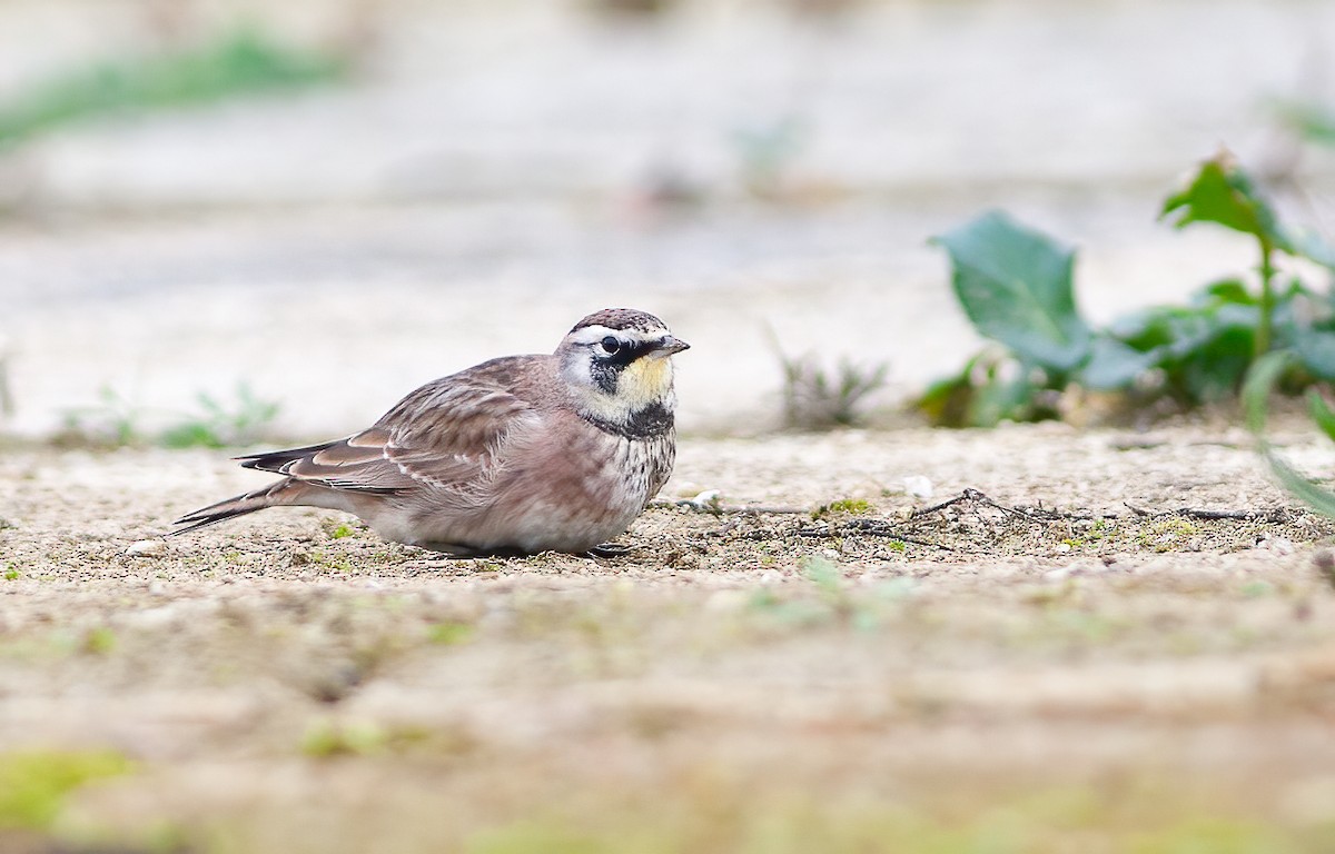 Horned Lark - Chris Jones