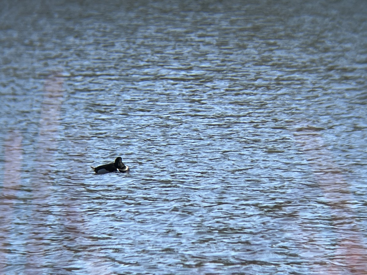 Ring-necked Duck - ML615316887