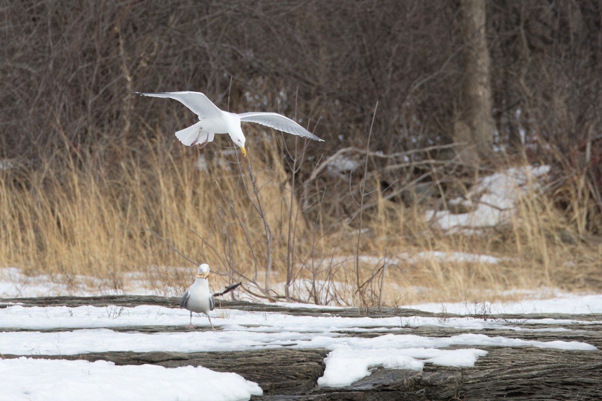 Herring Gull - ML615316893