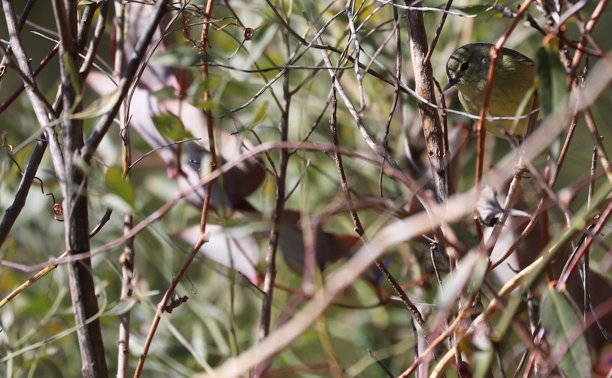 Orange-crowned Warbler - Rob Bielawski